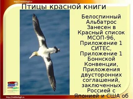 Птицы внесенные в красную книгу