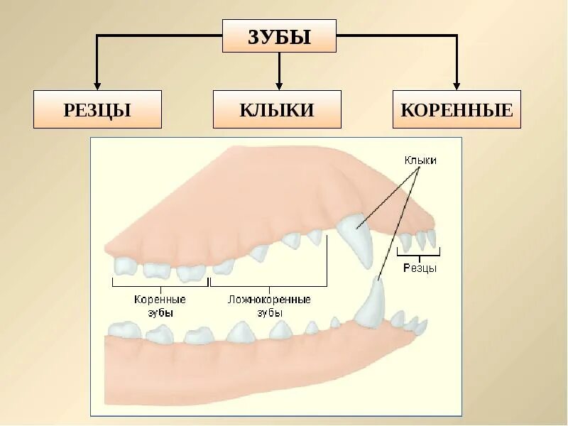 Зубы у млекопитающих выполняют функцию. Строение и функции зубов млекопитающих. Зубная система млекопитающих 7 класс. Вилы зубов у млекопитающих. Зубы млекопитающих виды.