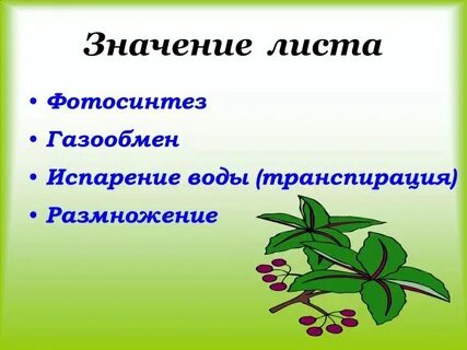 Значение цветов биология