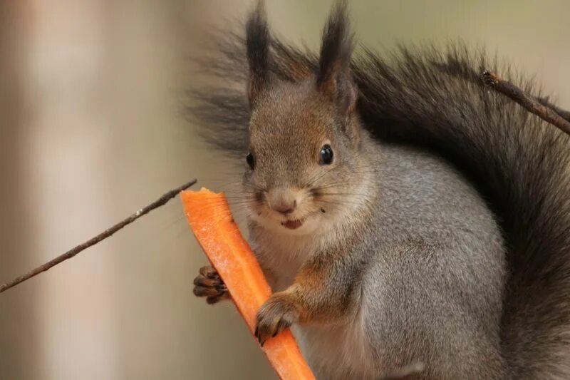 белочки обедают. вопрос белки едят яблоко. белочка с орешками. белка кушает орешки. белкс.