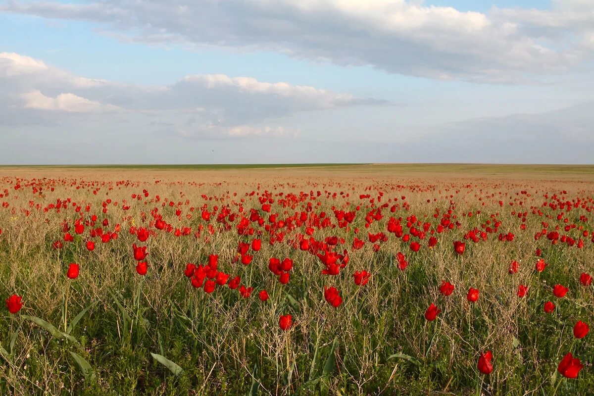 лавандовое поле в ростовской области хутор старозолотовский. станица благовещенская маковое поле. поле с цветами. поле цветов 4к. ромашковое поле каменск уральский.