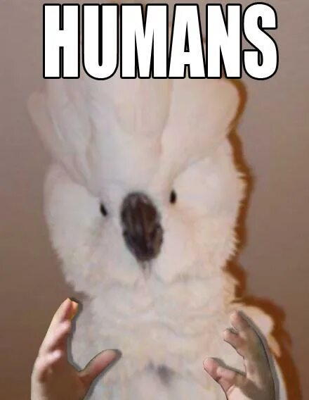 Make me a bird