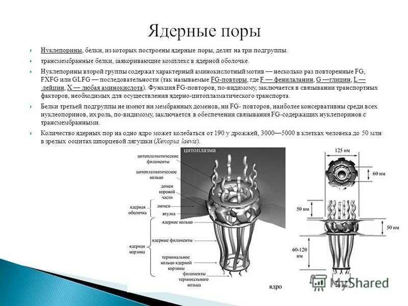 схема строения комплекса ядерной поры. комплекс ядерной поры. строение ядерного порового комплекса. комплекс поры ядерной оболочки. строение порового комплекса ядерной поры.