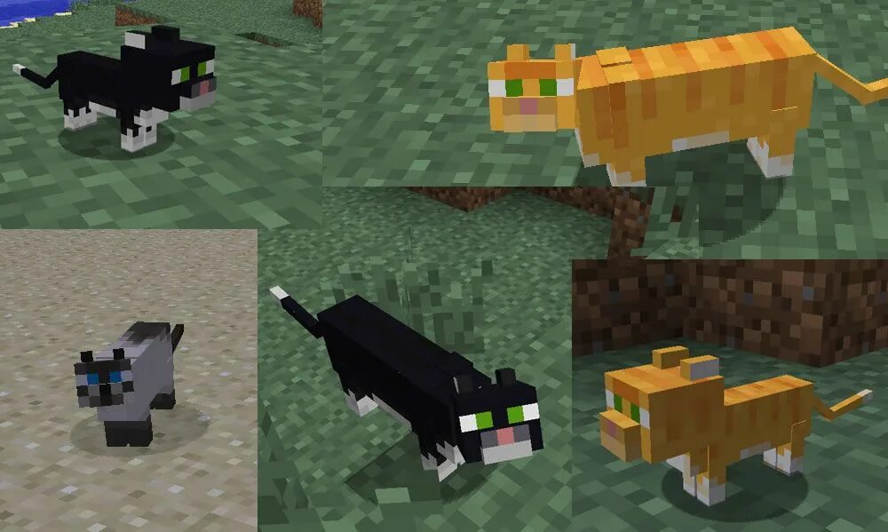 Майнкрафт кот джелли. Фэт кэт майнкрафт. Оцелот майнкрафт. Оцелот в майнкрафте. Котенок из майнкрафта.