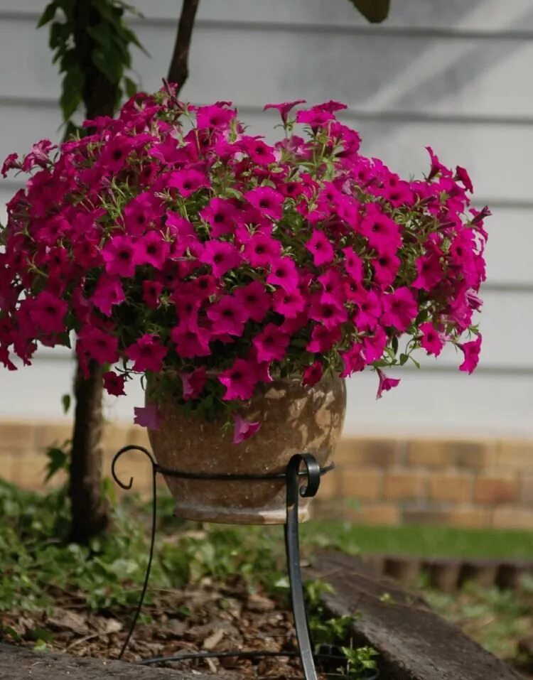 Петуния ампельная в корзине. Сурфиния ампельная. Петуния пурпурный водопад. Петуньи яффо. Петуния ампельная.