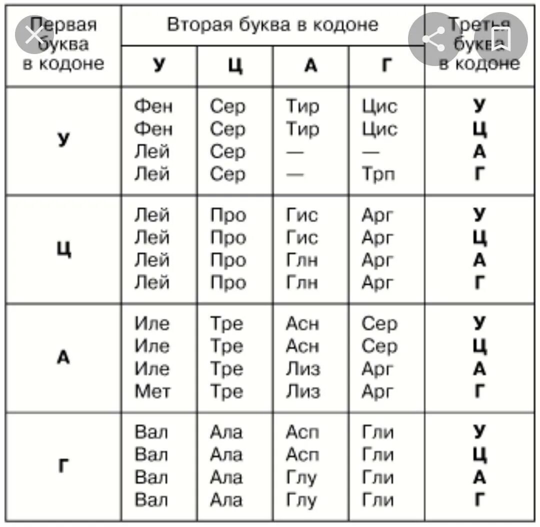 Кодирующая цепь днк имеет последовательность. Генетический код ДНК И РНК таблица. Таблица генетического кода ТРНК. ДНК кодоны 1 цепочка 2 цепочка таблица ИРНК. Таблица 1 - генетический код ИРНК.