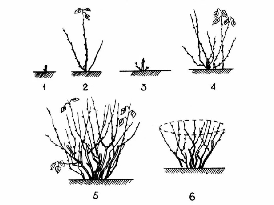 Обрезка смородины весной схема. Обрезка кустарников смородины. Осенняя обрезка кустов смородины. Обрезать кусты смородины весной. Подрезка смородины весной