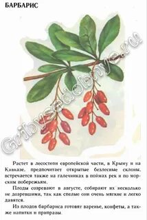 Барбарис обыкновенный полезные свойства ягод и применение