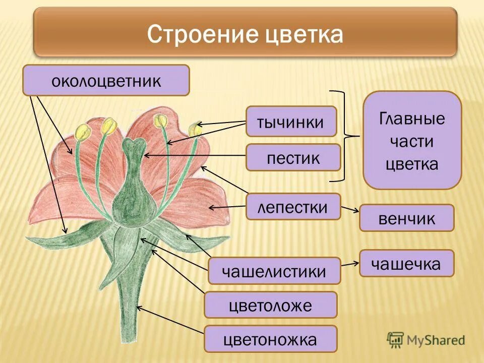 Две главные части цветка. Строение цветов. Анатомия цветка. Цветок и его строение. Строение частей цветка.