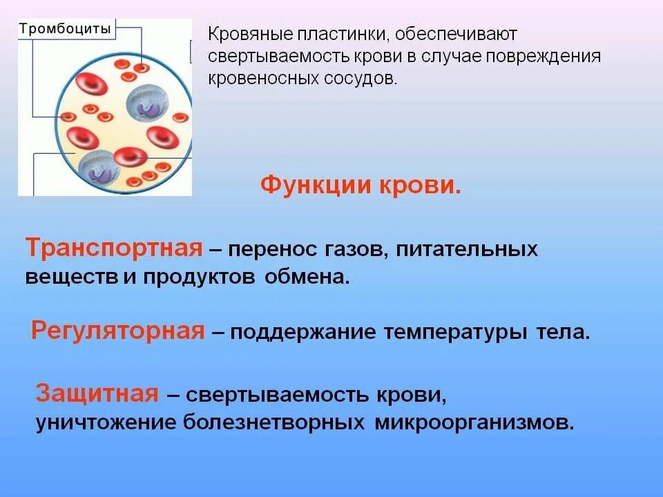 Эритроциты участвуют в переносе кровью питательных