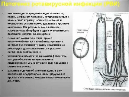 Патогенез ротавирусной инфекции