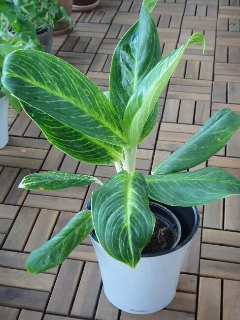 аглаонема грин сан