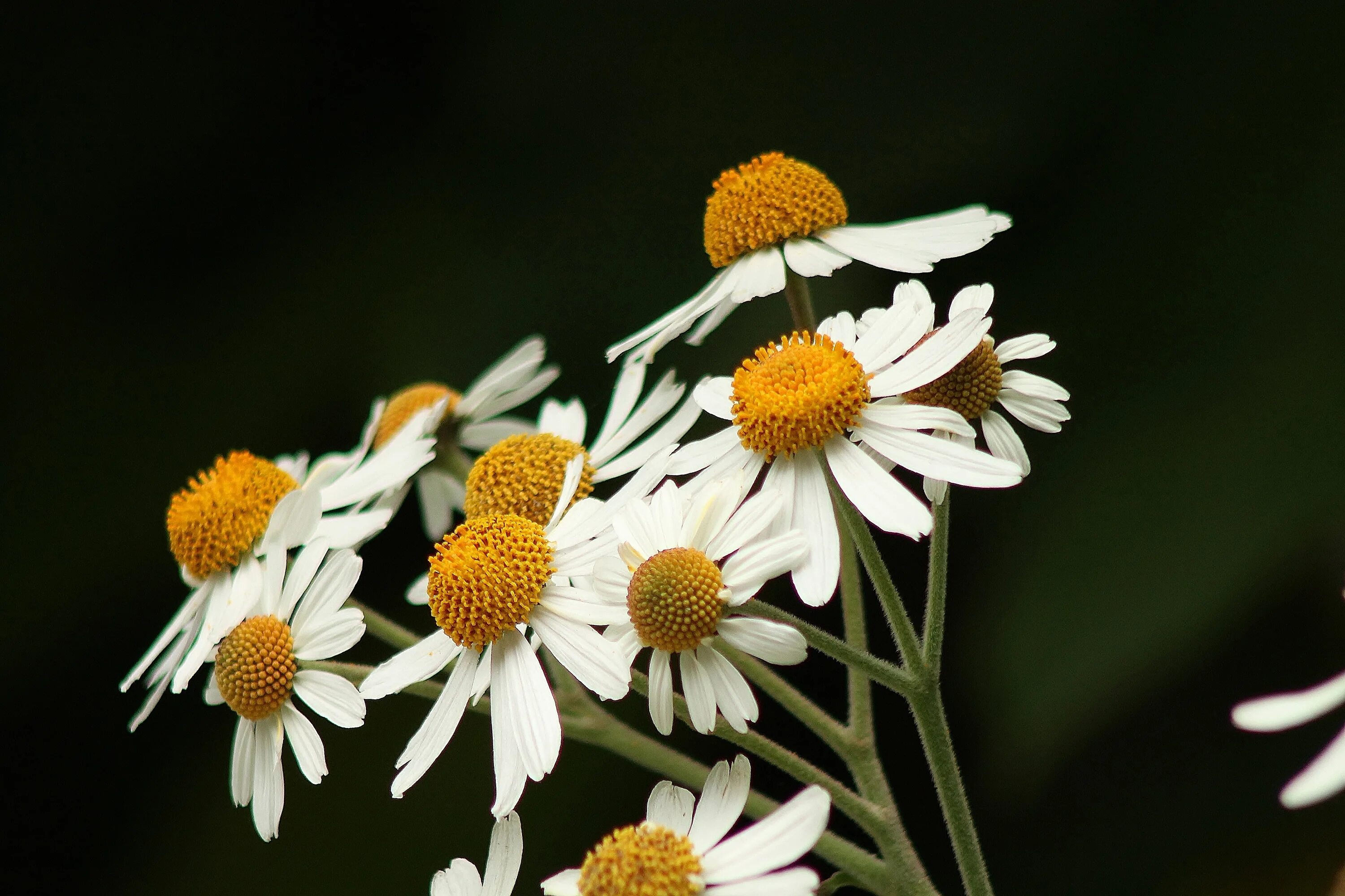 Wait flowers