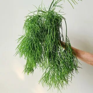 Рипсалис