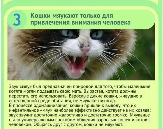 Кошка мяукает. Коты мяукают только для людей. Почему кот всегда мяукает. Кот ходит и мяукает без причины. Звуки где кошка мяукает