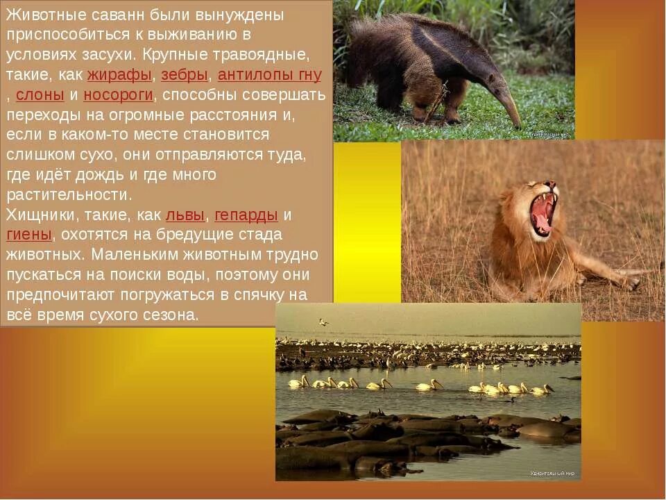 Сообщение о саванне. Доклад о животном саванны. интересные факты об обитателях саванны. приспособлениярастений и и животных в африке. животные с саванне и тропических лесах.