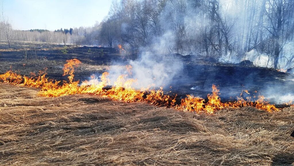 Жги летом. Жги василий картинки. Костер в лесу. Лесные и степные пожары. Жги летом.