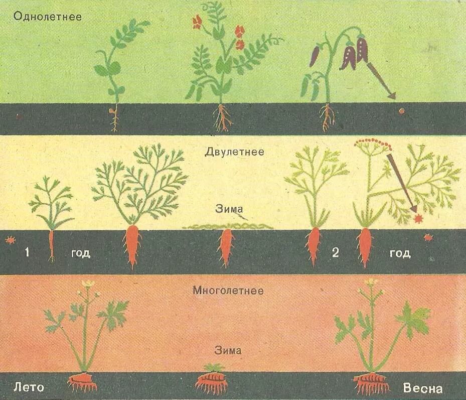 Период вегетации у растений что это. Фазы развития моркови. Фазы развития многолетних трав. Срок жизни растений. Вегетация у детей