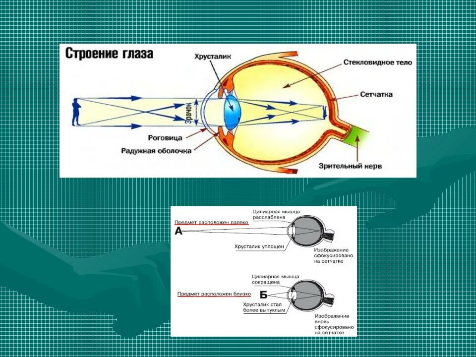 Изображение попадает если оно расположено впереди сетчатки. Оптическая система зрительного анализатора. Зрительный анализатор строение глаза оптическая система глаза. Хрусталик это схема оптическая система глаза. Оптические структуры глаза хрусталик стекловидное тело.
