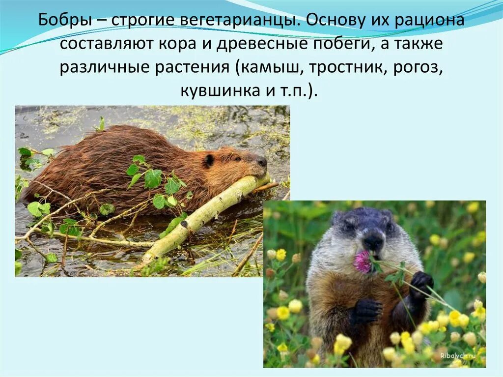 Сведения бобрах. Бобры. интересные факты о бобрах. презентация про бобра. презентация про бобров.