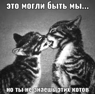 Дай 2 кота