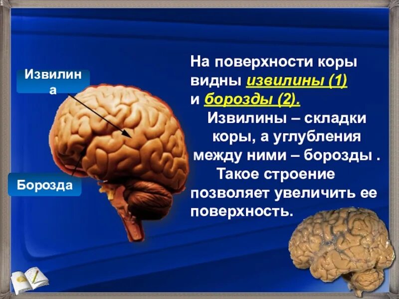 Значение борозд и извилин в головном мозге. Борозды коры головного мозга. Борозды и извилины. Извилины мозга анатомия. Извилины коры головного мозга.