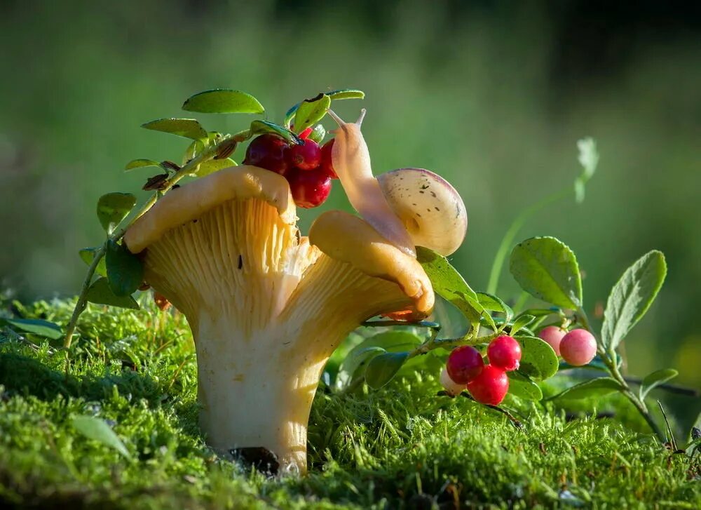 Мир природы грибы. Красивые грибы. Грибы в природе. Лето грибы ягоды. Лесные ягоды и грибы.