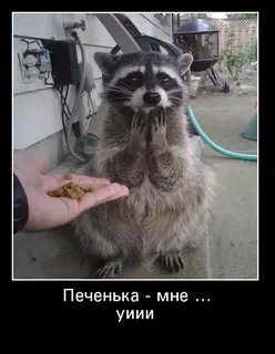 Приколы про енотов