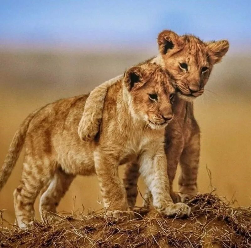 милые львята. львица и 2 львенка. львица и львенок. красивый львенок. африканский львенок.