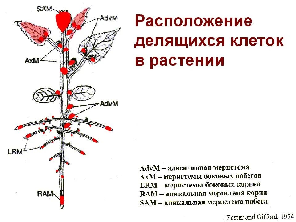 Расположение меристем в растении. Схема расположения меристем в растении. Клетки первичной меристемы. В растительном организме делиться способны клетки. Местоположения растений