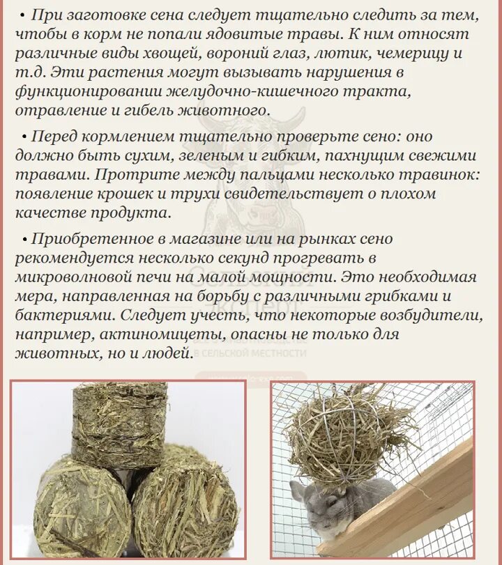 Ветки каких деревьев можно давать