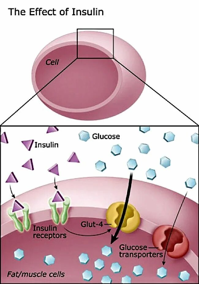 Инсулин и glut. The Effect of Insulin on glut. Insulin response to Sugar. Insulin moves the Sugar into Cell. Effect o