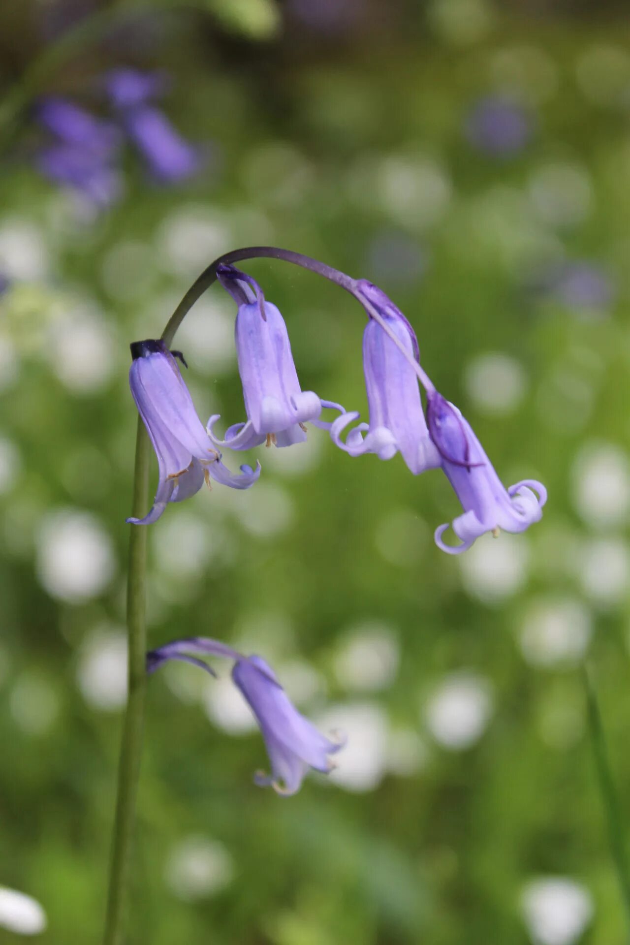 Колокольчик раскрытый. Bluebell Blue' Bell. Колокольчик Bluebell. Колокольчик ползучий. Колокольчик шорухенсис.