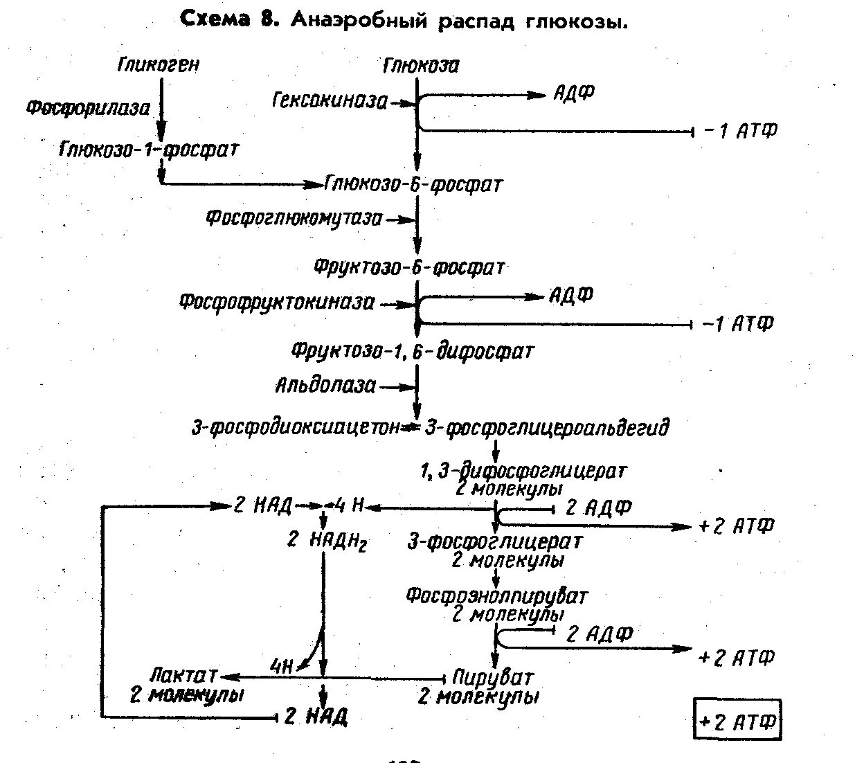 Последовательность этапов окисления глюкозы. Аэробное дихотомическое окисление Глюкозы схема. Общая схема процесса распада Глюкозы. Аэробное окисление Глюкозы биохимия схема. Аэробный дихотомический путь распада Глюкозы схема.