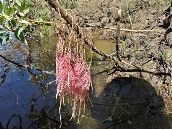 5 Planting Mistakes - Avoid Damage to Utilities, Pipes, Etc. - Landscaping Netwo