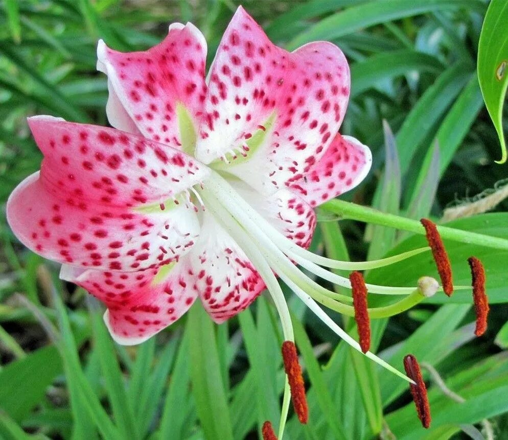 Лилия прекрасная рубрум. Лилия speciosum rubrum. Lilium speciosum. Лилия прекрасная альбум. Лилия Специозум рубрум.