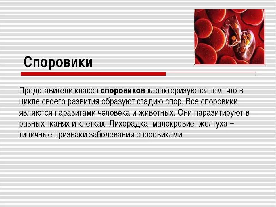 Многие представители классов. Споровики краткая характеристика. общая характеристика класса споровики (sporozoa). споровики характеристика кратко. представители споровиков 7 класс.