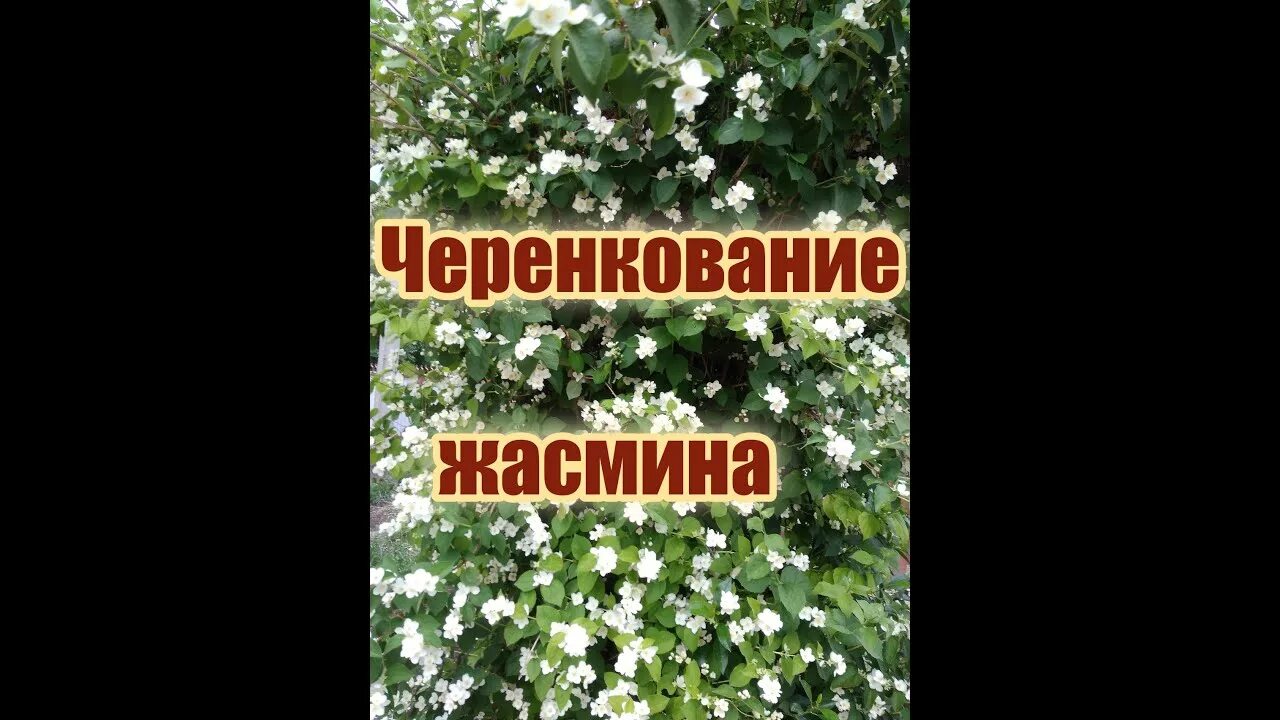 Как размножить чубушник летом. Чубушник размножение черенками. черенкование жасмина. чубушник размножение.