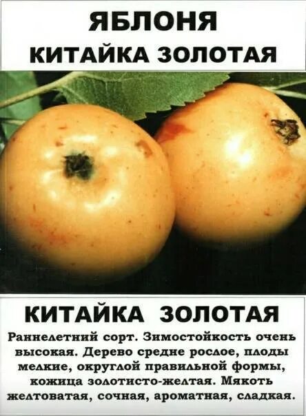 Сорт яблони золотое раннее. Яблоня крупноплодная китайка золотая. яблоня китайка золотая ранняя. сорт яблони китайка золотая. яблоня китайка золотая описание.