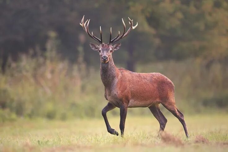 "Red deer in the sky" - image created in Shedevrum