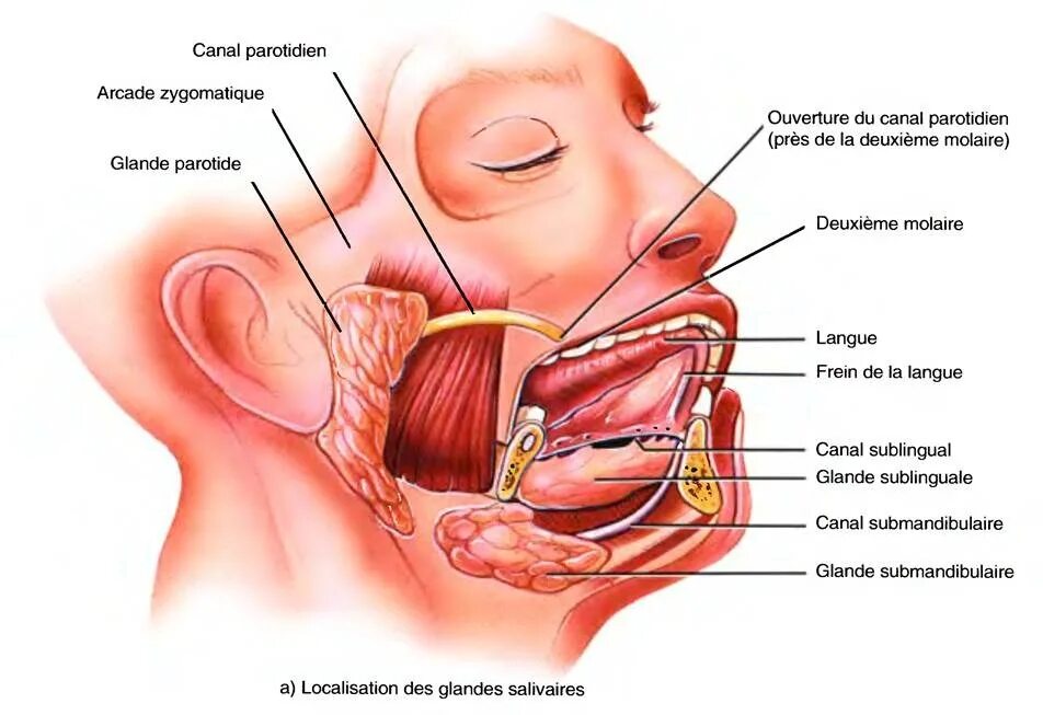 Запах железа носу железы. Проток поднижнечелюстной слюнной железы. Ротовая полость анатомия слюнные железы. Слюнные железы расположение анатомия. Подъязычная слюнная железа.