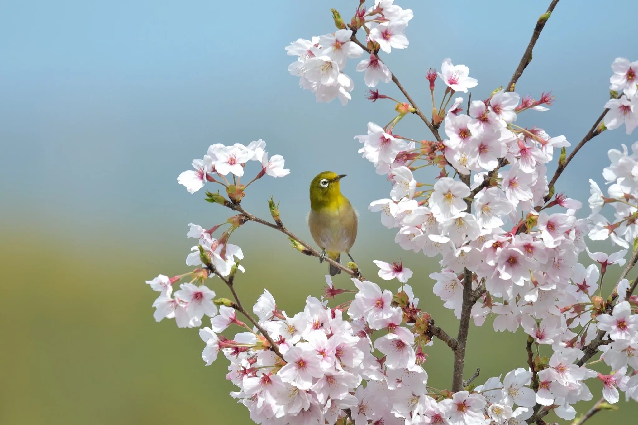 Японская белоглазка угуйсу. Японская белоглазка на Сакуре. Весенние птички. Птица на цветущей ветке. Весенние красивые птицы