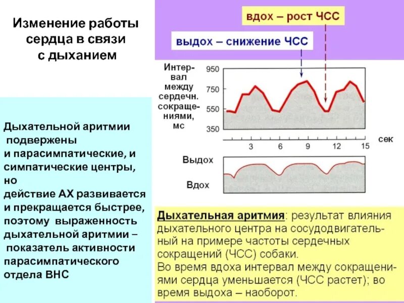 Снижение частоты сердечных сокращений