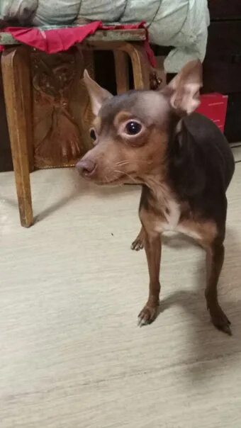 Той терьер на руках. Собака гадит в квартире. Маленькая собачка на руках. Приучение щенка к туалету. Мини той терьер видео.