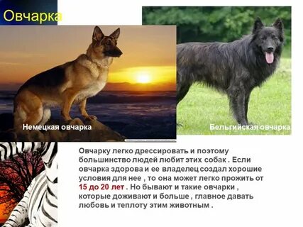 Немецкая овчарка описание породы характер