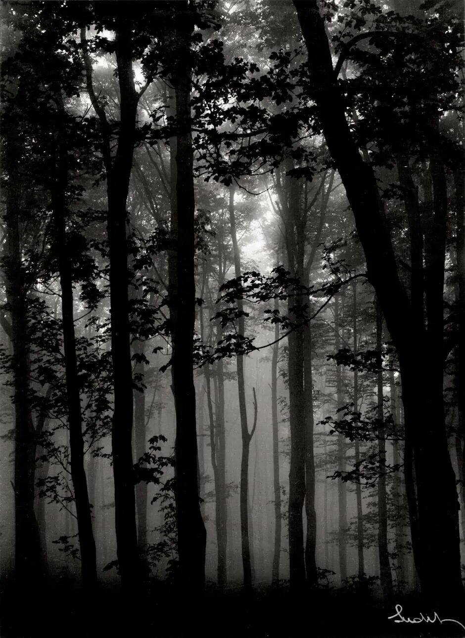 Самый черный лес. Шварцвальд лес мрачный. Черный лес. Мрачный лес арт. Чёрно белый лес.