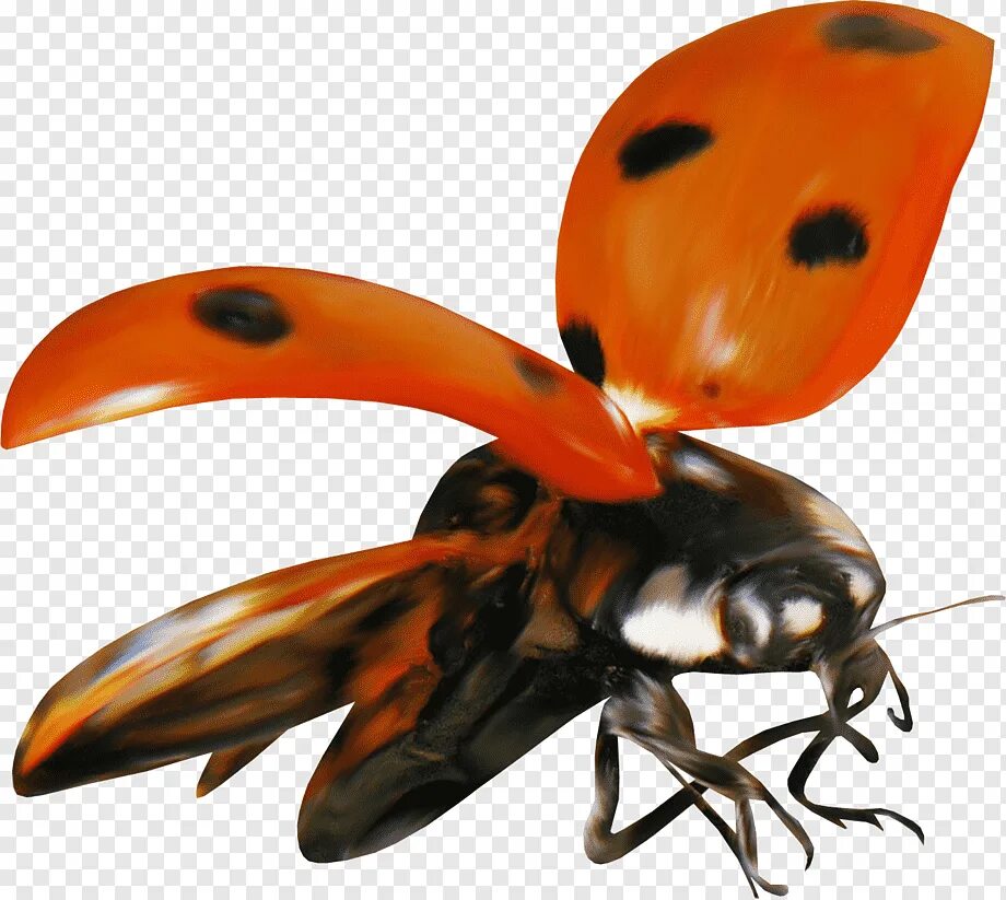 Летающая коровка. Насекомые на белом фоне. Оранжевое насекомое. Насекомые на прозрачном фоне. Насекомые без фона.