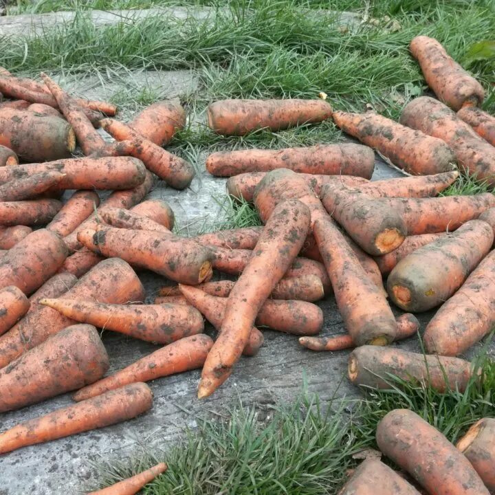 10 килограмм моркови. Морковь деревенская. Морковка деревенская. Морковь цена за 1 кг 2021. Цена на морковь за год.