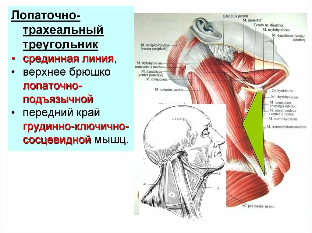 Треугольники мышц
