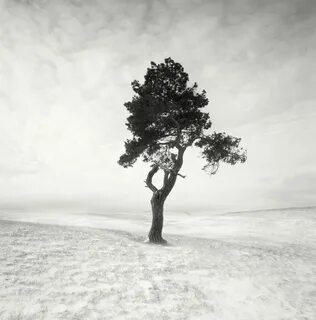 Cover tree